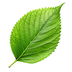 Obraz premium A single leaf