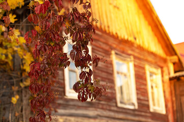 red colored autumn ivy on wall of old wooden house