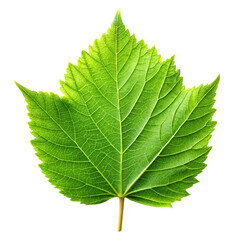 Obraz premium A single leaf