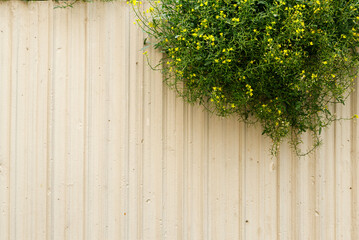 Vibrant yellow flowers cascade over a rustic white wall adorned with textured lines in a tranquil garden setting