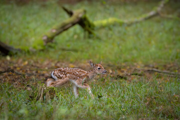 Beautiful fallow deer cub (dama dama) in autumn forest.