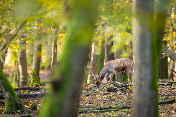 Fallow deer male (dama dama) in the forest.