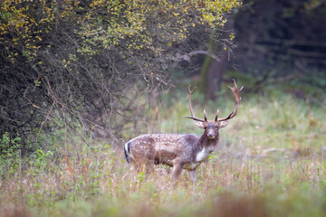 Fallow deer male (dama dama) in the forest.