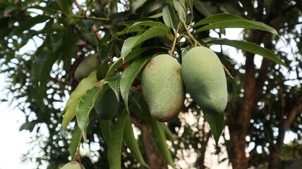 Unripe Green mangoes hanging on Branch. Fresh green mango on tree. Raw mango hanging on tree with leaf background. Green nature background