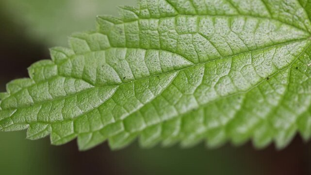 Close-up view of green nettle leaf.