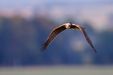 Flying red kite (Milvus milvus)