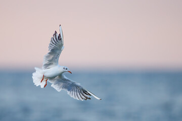seagull flies (larus marinus) at sunset on the Baltic Sea