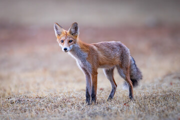 Red fox Vulpes vulpes. A fox in a meadow. Wild young fox. Close up.