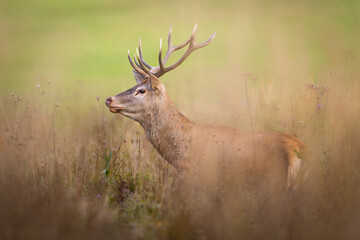 Red deer (Cervus elaphus) stag roaring during rutting season. The stag stands in tall grass .