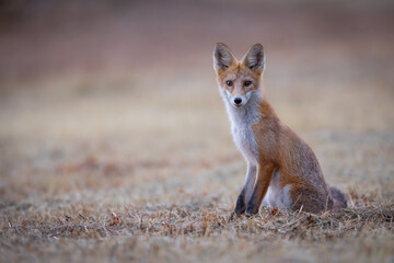 Red fox Vulpes vulpes. A fox in a meadow. Wild young fox. Close up.