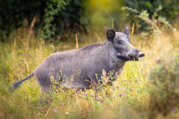 Wild boar (sus scrofa ferus) stands in tall grass. Wildlife scenery