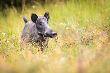 Wild boar (sus scrofa ferus) stands in tall grass. Wildlife scenery