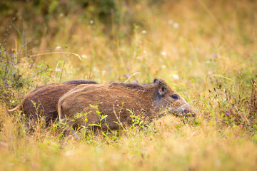 Family of wild boar, sus scrofa,s with young piglets on summer meadow. 