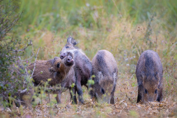 Family of wild boar, sus scrofa,s with young piglets on summer meadow. 
