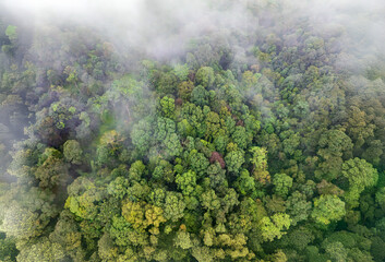 Tropical forests can absorb large amounts of carbon dioxide from the atmosphere.