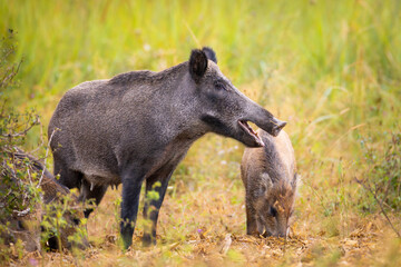 Family of wild boar, sus scrofa,s with young piglets on summer meadow. 