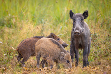 Family of wild boar, sus scrofa,s with young piglets on summer meadow. 