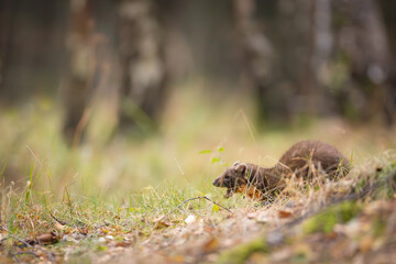 Pine marten [Martes martes] in woodland