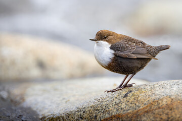 White-throated dipper, ( Cinclus cinclus ) sitting on a stone in the river. Black brown white bird in the water.