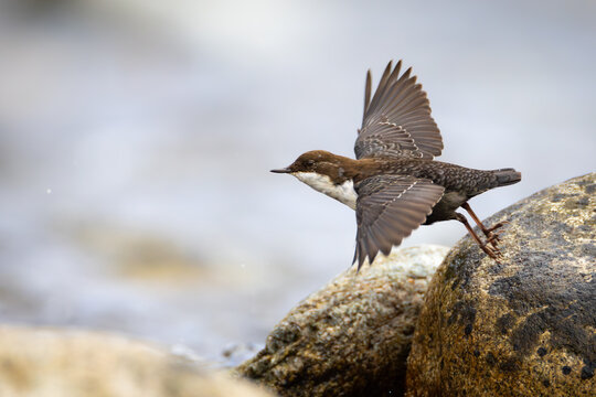 White-throated dipper, ( Cinclus cinclus ) sitting on a stone in the river. Black brown white bird in the water.