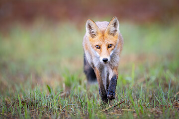 Fototapeta premium Red fox Vulpes vulpes. A fox in a meadow. Wild young fox. Close up.
