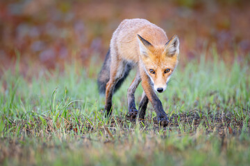 Red fox Vulpes vulpes. A fox in a meadow. Wild young fox. Close up.
