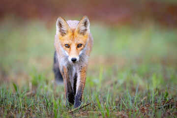 Red fox Vulpes vulpes. A fox in a meadow. Wild young fox. Close up.