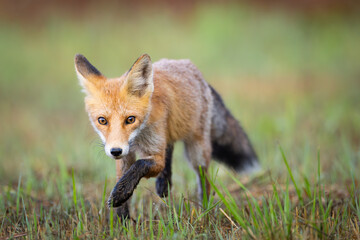 Fototapeta premium Red fox Vulpes vulpes. A fox in a meadow. Wild young fox. Close up.