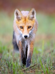 Fototapeta premium Red fox Vulpes vulpes. A fox in a meadow. Wild young fox. Close up.
