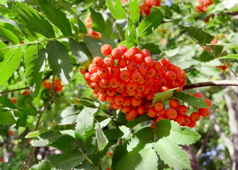 a cluster of ripe orange rowan hanging on a branch of a rowan tree	