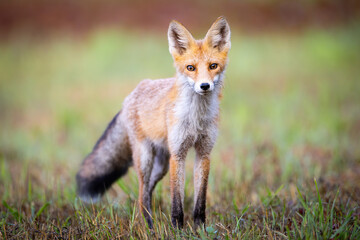 Red fox Vulpes vulpes. A fox in a meadow. Wild young fox. Close up.