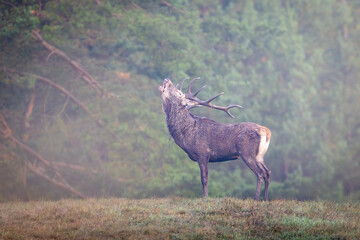 Red Deer (Cervus elaphus)  stag roaring in a meadow  during the rutting season.