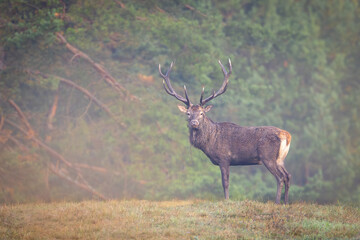 Red Deer (Cervus elaphus)  stag roaring in a meadow  during the rutting season.