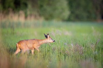 A male roe deer standing in a meadow
