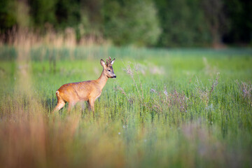 Roe deer with beautiful antlers stands in the meadow (capreolus capreolus) wildlife scenery