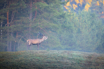 Red Deer (Cervus elaphus)  stag roaring in a meadow  during the rutting season.