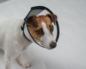 Jack Russell Terrier Dog in a Cone Collar After Surgery. 