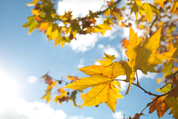 가을 노란색 단풍