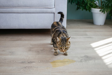 A pet cat went to the toilet on the floor of the house. A wet spot on the laminate.