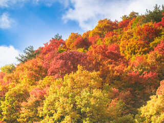 Autumn forest against blue sky backgound