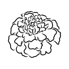 Hand drawn Marigold Flower Sketch Illustration Engraving Woodcut Vintage Style Vector Line Art