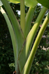 Jaunpur , India -9 October 2024 Close up of a banana tree branch at Jaunpur Uttar Pradesh India