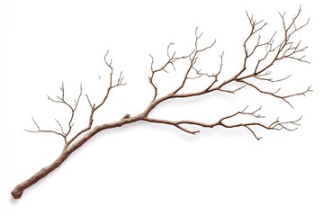 Obraz premium Dry tree twig, isolated on white background