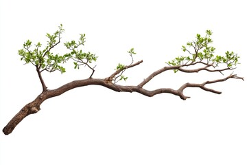 Obraz premium Close-up of tree branch with some still living buds, isolated on white background.