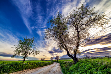 Almnd trees at the road and green fields