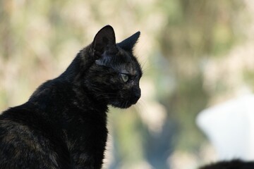 Profile of a black cat with green eyes