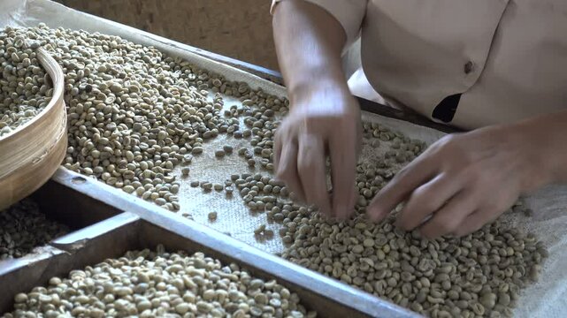 Hands of a female worker sorting freshly harvested coffee beans on estate in Indonesia
