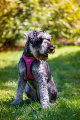 The obedient puppy Zwergschnauzer is sitting on a green lawn on nature in sunny day. Hunting, guarding dogs breed. A doggy walking outdoors. Canine animal, pet in green park, woods vertical background