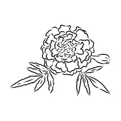 Hand drawn Marigold Flower Sketch Illustration Engraving Woodcut Vintage Style Vector Line Art