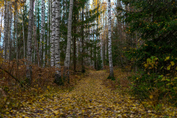 Fototapeta premium autumn in the forest